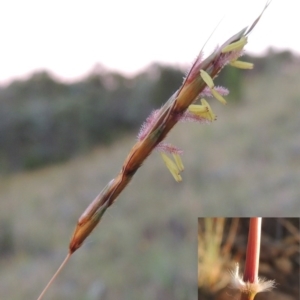 Sorghum leiocladum at Greenway, ACT - 25 Nov 2014 08:19 PM