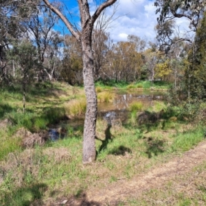 Rosa rubiginosa at Farrer Ridge - 2 Nov 2014