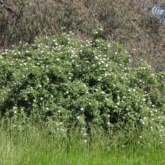 Rosa rubiginosa at Farrer Ridge - 2 Nov 2014