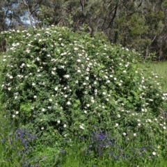 Rosa rubiginosa at Farrer Ridge - 2 Nov 2014 09:30 AM