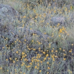 Chrysocephalum apiculatum (Common Everlasting) at Tuggeranong Hill - 11 Nov 2014 by michaelb