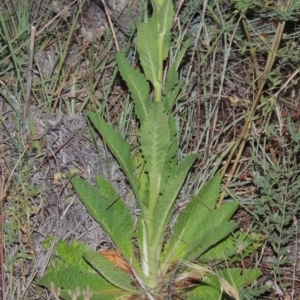 Verbascum virgatum at Greenway, ACT - 25 Nov 2014