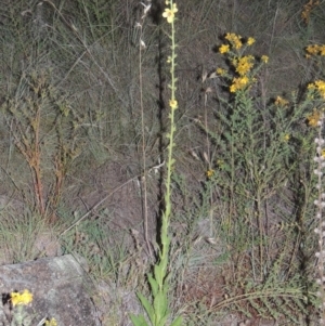 Verbascum virgatum at Greenway, ACT - 25 Nov 2014