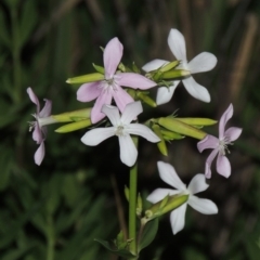 Saponaria officinalis (Soapwort, Bouncing Bet) at Greenway, ACT - 25 Nov 2014 by MichaelBedingfield