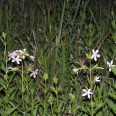 Saponaria officinalis at Greenway, ACT - 25 Nov 2014 08:35 PM