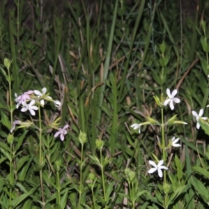 Saponaria officinalis at Greenway, ACT - 25 Nov 2014 08:35 PM