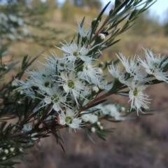 Kunzea ericoides (Burgan) at Paddys River, ACT - 29 Nov 2014 by michaelb