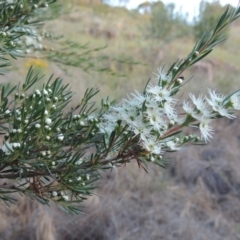 Kunzea ericoides at Paddys River, ACT - 29 Nov 2014
