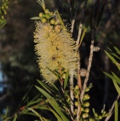 Callistemon sieberi (River Bottlebrush) at Paddys River, ACT - 29 Nov 2014 by michaelb