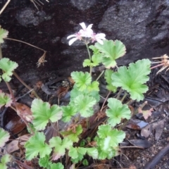 Pelargonium australe (Austral Stork's-bill) at Cotter River, ACT - 13 Jan 2015 by lyndsey