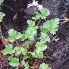 Pelargonium australe at Cotter River, ACT - 13 Jan 2015