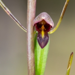 Orthoceras strictum (Horned Orchid) at Black Mountain - 13 Dec 2014 by TobiasHayashi