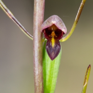 Orthoceras strictum at Bruce, ACT - 13 Dec 2014