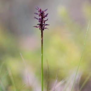 Corunastylis arrecta at Mount Clear, ACT - suppressed