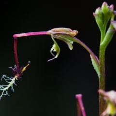 Thynninorchis huntianus (Common Elbow Orchid) by TobiasHayashi