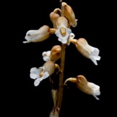 Gastrodia sesamoides (Cinnamon Bells) at Booth, ACT - 27 Dec 2014 by TobiasHayashi