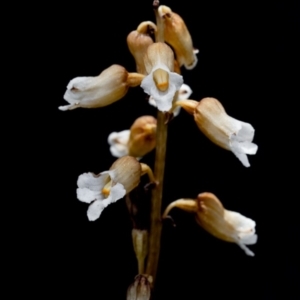 Gastrodia sesamoides at Booth, ACT - suppressed