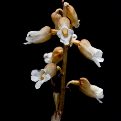 Gastrodia sesamoides (Cinnamon Bells) at Booth, ACT - 27 Dec 2014 by TobiasHayashi