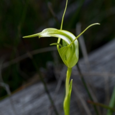 Pterostylis falcata (Sickle Greenhood) at Booth, ACT - 27 Dec 2014 by TobiasHayashi