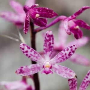 Dipodium punctatum at Booth, ACT - suppressed