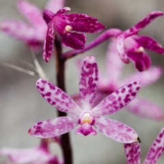 Dipodium punctatum (Blotched Hyacinth Orchid) at Booth, ACT - 27 Dec 2014 by TobiasHayashi