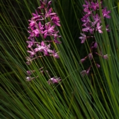 Dipodium punctatum (Blotched Hyacinth Orchid) at Paddys River, ACT - 28 Dec 2014 by TobiasHayashi