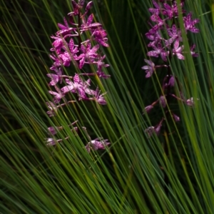 Dipodium punctatum at Paddys River, ACT - suppressed