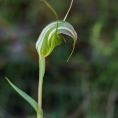 Diplodium aestivum (Long-tongued Summer Greenhood) at Cotter River, ACT - 12 Jan 2015 by TobiasHayashi