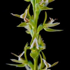 Paraprasophyllum montanum (Brindabella leek orchid) at Cotter River, ACT - 12 Jan 2015 by TobiasHayashi