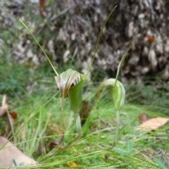 Diplodium decurvum (Summer greenhood) at Cotter River, ACT - 14 Jan 2015 by lyndsey