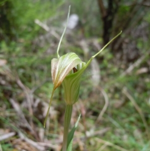 Diplodium decurvum at Cotter River, ACT - 14 Jan 2015