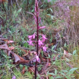 Dipodium roseum at Cotter River, ACT - suppressed