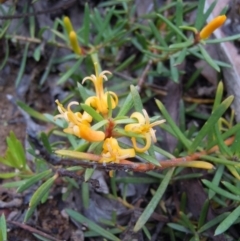 Persoonia chamaepeuce (Dwarf Geebung) at Cotter River, ACT - 14 Jan 2015 by lyndsey