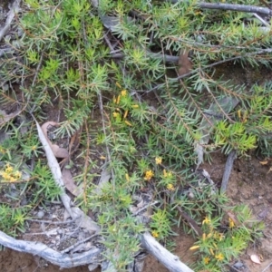 Persoonia chamaepeuce at Cotter River, ACT - 14 Jan 2015