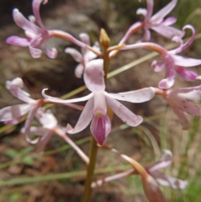 Dipodium roseum (Rosy Hyacinth Orchid) at Paddys River, ACT - 14 Jan 2015 by galah681