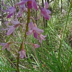 Dipodium roseum (Rosy Hyacinth Orchid) at Paddys River, ACT - 14 Jan 2015 by galah681