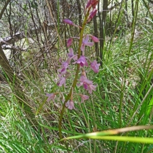 Dipodium roseum at Paddys River, ACT - 15 Jan 2015