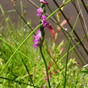 Spiranthes australis at Paddys River, ACT - suppressed