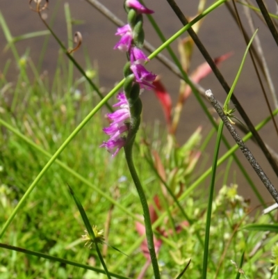 Spiranthes australis (Austral Ladies Tresses) at Tidbinbilla Nature Reserve - 14 Jan 2015 by galah681