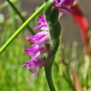 Spiranthes australis at Paddys River, ACT - suppressed