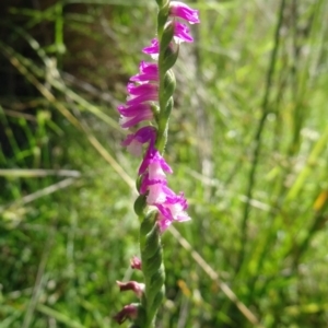 Spiranthes australis at Paddys River, ACT - 15 Jan 2015