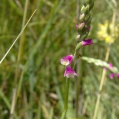 Spiranthes australis (Austral Ladies Tresses) at Tidbinbilla Nature Reserve - 15 Jan 2015 by galah681