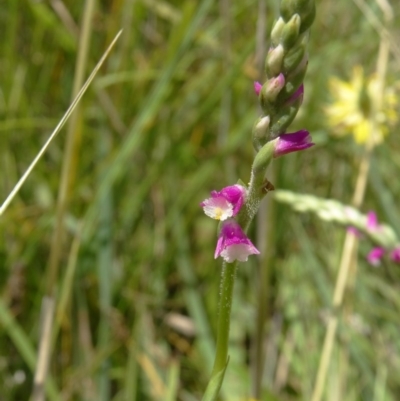 Spiranthes australis (Austral Ladies Tresses) at Tidbinbilla Nature Reserve - 15 Jan 2015 by galah681