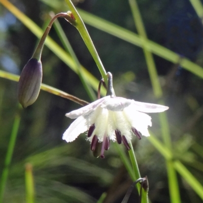 Arthropodium milleflorum (Vanilla Lily) at Paddys River, ACT - 15 Jan 2015 by galah681