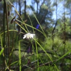 Arthropodium milleflorum at Paddys River, ACT - 15 Jan 2015