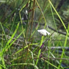 Arthropodium milleflorum at Paddys River, ACT - 15 Jan 2015