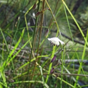 Arthropodium milleflorum at Paddys River, ACT - 15 Jan 2015