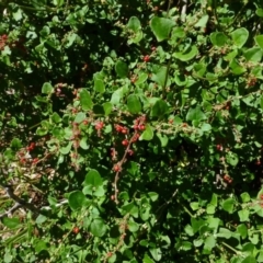 Einadia hastata (Berry Saltbush) at Acton, ACT - 15 Jan 2015 by RWPurdie