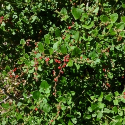 Einadia hastata (Berry Saltbush) at Acton, ACT - 16 Jan 2015 by RWPurdie