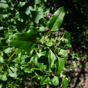 Einadia hastata at Acton, ACT - 16 Jan 2015